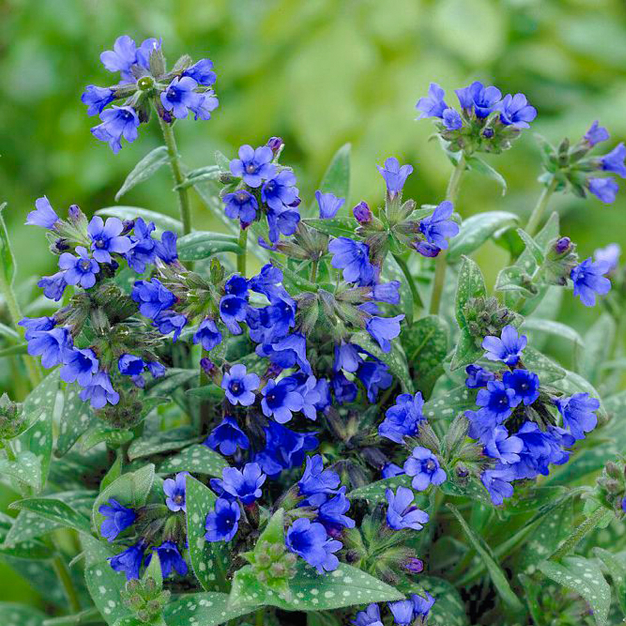 Pulmonaria angustifolia 'Miss Elly' Keskenylevelű t&uuml;dőfű