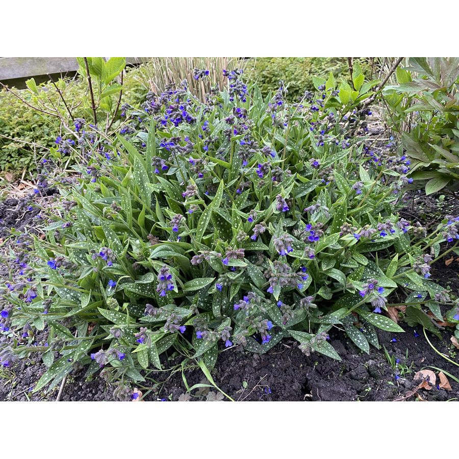Keskenylevelű t&uuml;dőfű Pulmonaria angustifolia 'Miss Elly'