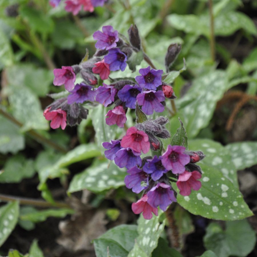 Pulmonaria saccharata 'Leopard' Pettyegetett t&uuml;dőfű