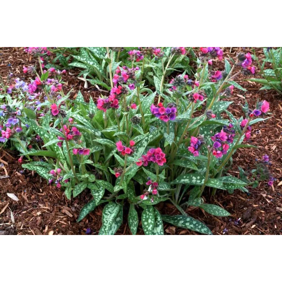 Pettyegetett t&uuml;dőfű Pulmonaria saccharata 'Leopard'