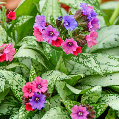 Pulmonaria 'Silver Bouquet' Pettyegetett t&uuml;dőfű
