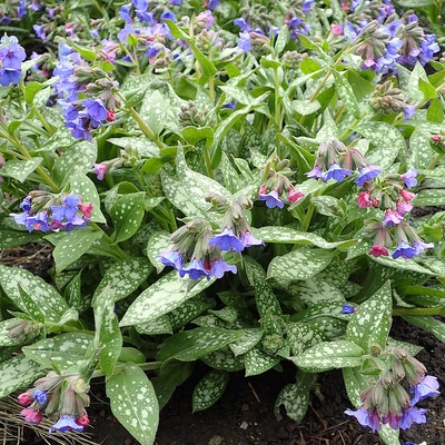Pulmonaria 'Trevi Fountain' Pettyegetett t&uuml;dőfő
