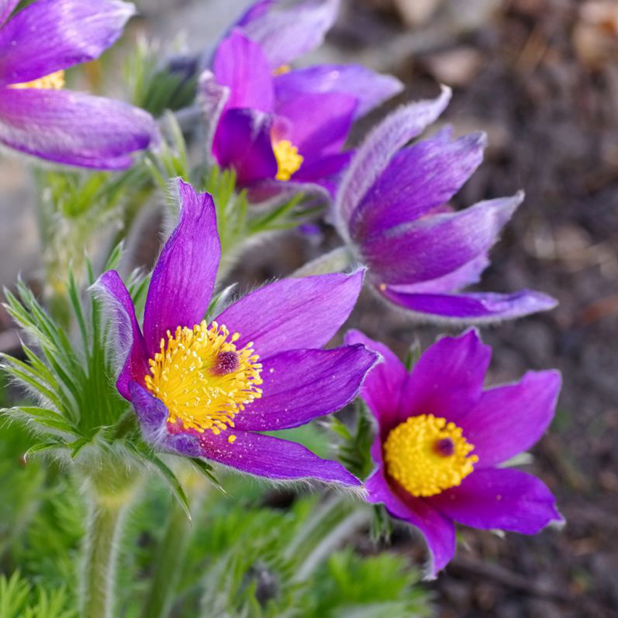 Pulsatilla vulgaris 'Pinwheel Blue Violet Shades' K&ouml;k&ouml;rcsin