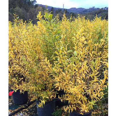 Gránátalma Fruits Punica granatum Fruits