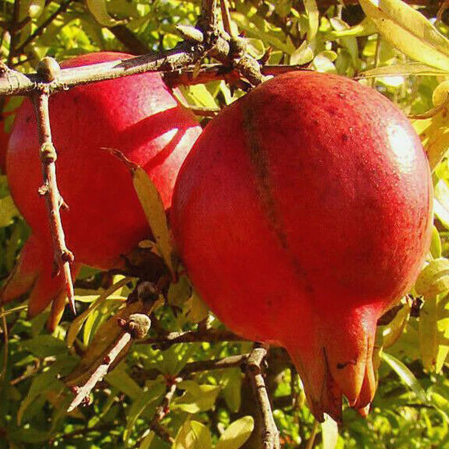 Punica granatum 'Acco' Gr&aacute;n&aacute;talma Acco