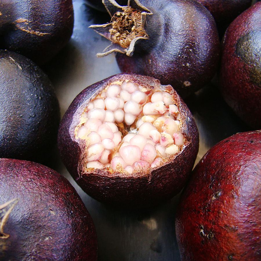 Punica granatum 'Black Fruit' Gr&aacute;n&aacute;talma 'Black Fruit'