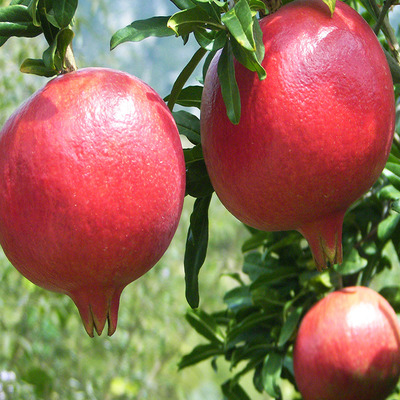 Punica granatum 'Hicaz' Gránátalma Hicaz