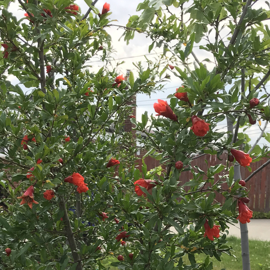 &Uuml;zb&eacute;g gr&aacute;n&aacute;talma 'Kazake' Punica granatum 'Kazake'