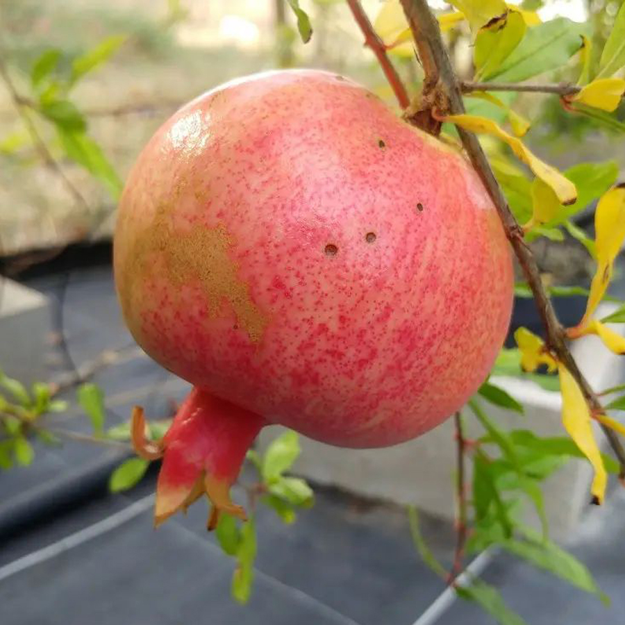 Punica granatum 'Kazake' &Uuml;zb&eacute;g gr&aacute;n&aacute;talma 'Kazake'