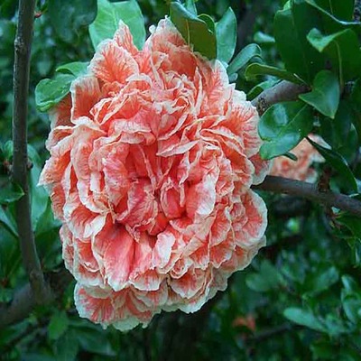 Punica granatum 'Legreillae' Gránátalma Legreillae