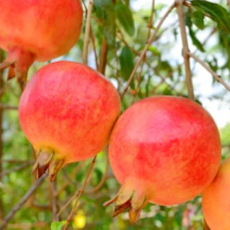 Punica granatum 'Mangush' &Uuml;zb&eacute;g gr&aacute;n&aacute;talma 'Mangush'