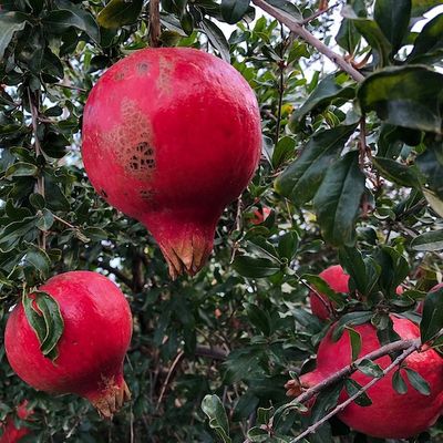 Punica granatum 'Parfianca' Gránátalma Parfianca