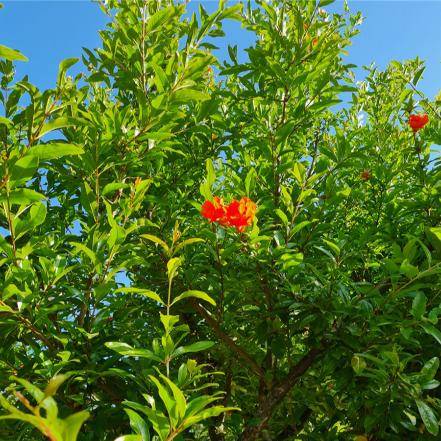 &Uuml;zb&eacute;g gr&aacute;n&aacute;talma 'Taisia' Punica granatum 'Taisia'