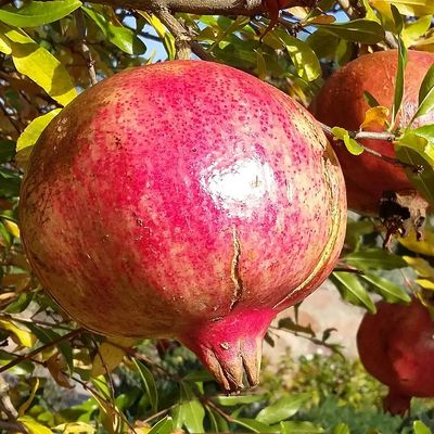 Punica granatum 'Üzbég' Gránátalma Üzbég