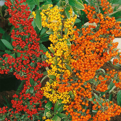 Pyracantha coccinea mix Tűzt&ouml;vis
