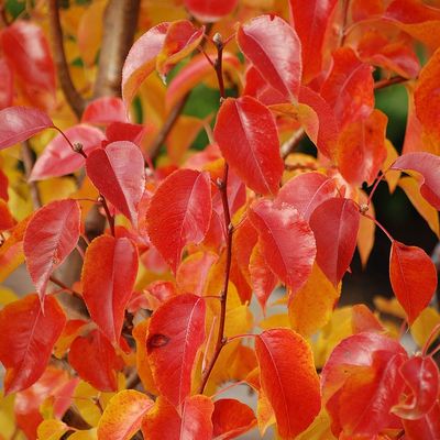 Díszkörte Pyrus calleryana 'Chanticleer'