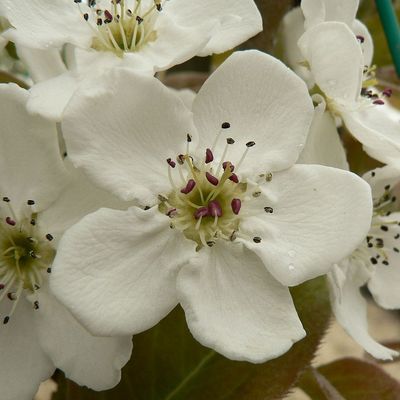 Díszkörte Pyrus calleryana 'Chanticleer'