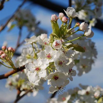 Díszkörte Pyrus calleryana 'Chanticleer'