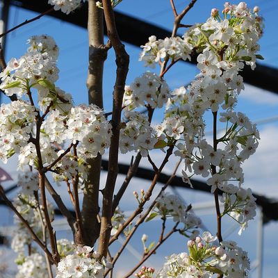 Díszkörte Pyrus calleryana 'Chanticleer'