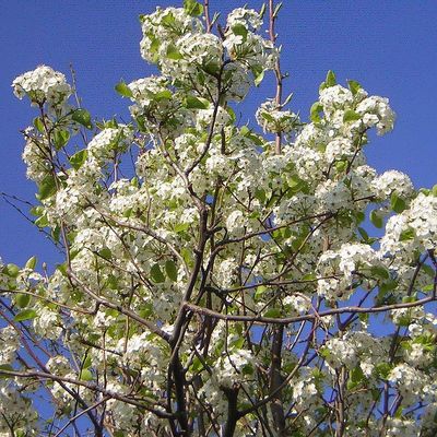 Pyrus calleryana 'Chanticleer' Díszkörte