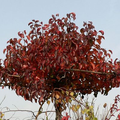 Díszkörte Pyrus calleryana 'Chanticleer'