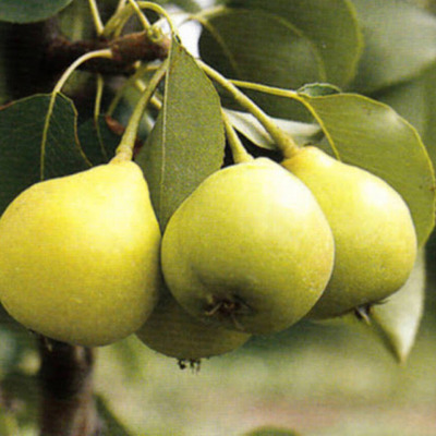 Pyrus communis 'Arabitka' Körte Arabitka