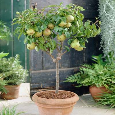 Pyrus communis 'Garden Pearl' Körte Garden Pearl