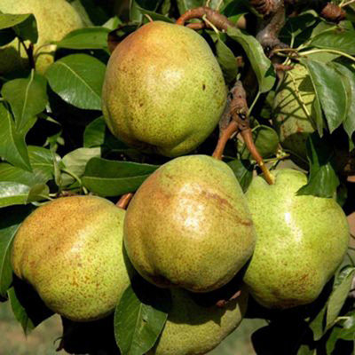 Körte Garden Pearl Pyrus communis 'Garden Pearl'