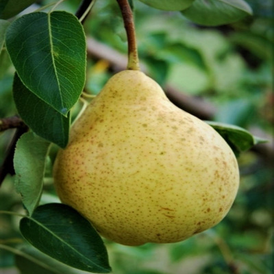 Pyrus communis 'Hardenpont Téli Vajkörte' Körte Hardenpont Téli Vajkörte