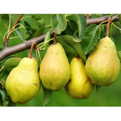 Pyrus communis 'Ny&aacute;ri K&aacute;lm&aacute;n' K&ouml;rte Ny&aacute;ri K&aacute;lm&aacute;n