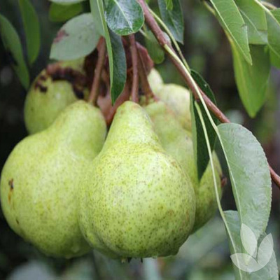Pyrus communis 'Packham's Triumph' K&ouml;rte Packham's Triumph