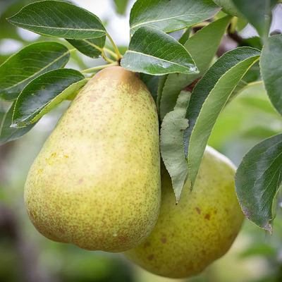 Pyrus communis 'Vilmos' Körte Vilmos