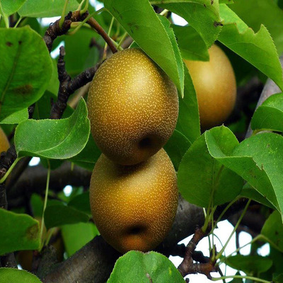 Pyrus pyrifolia 'Hosui' Japán körte Hosui (Nashi)