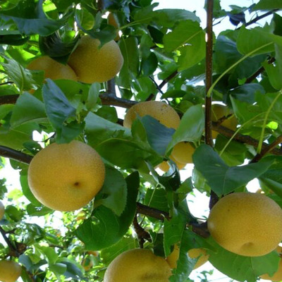 Pyrus pyrifolia 'Nijisseiki' Japán körte Nijisseiki (Nashi)