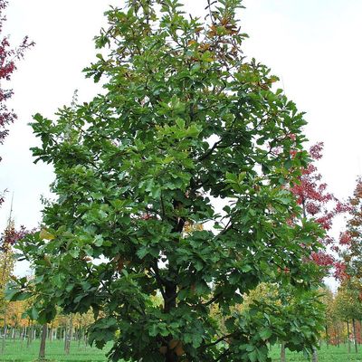 Quercus dentata 'Carl Ferris Miller' Nagylevelű császár tölgy