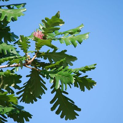 Magyar tölgy Quercus frainetto