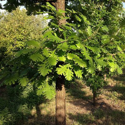 Magyar tölgy Quercus frainetto