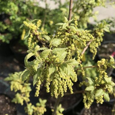 Quercus x hispanica 'Lucombeana' Örökzöld hibrid tölgy