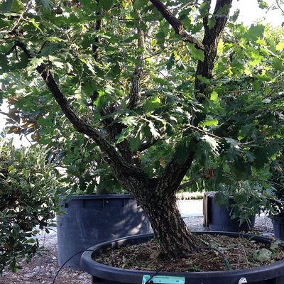 Quercus pubescens Molyhos tölgy