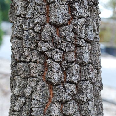 Molyhos tölgy Quercus pubescens