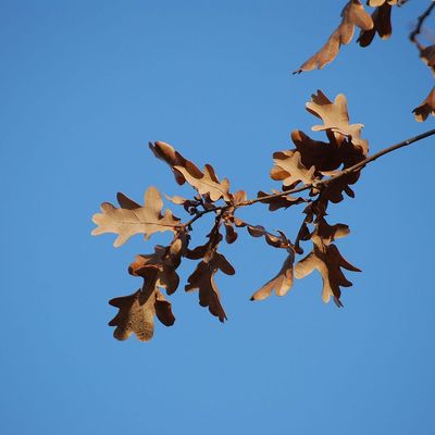 Molyhos tölgy Quercus pubescens