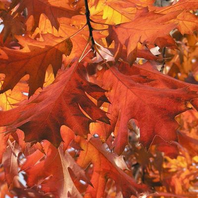 Vörös tölgy Quercus rubra