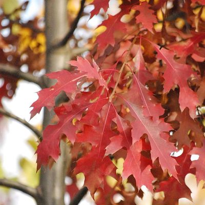 Quercus rubra Vörös tölgy