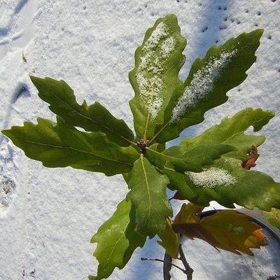 Quercus x turneri 'Pseudoturneri' Turner tölgy