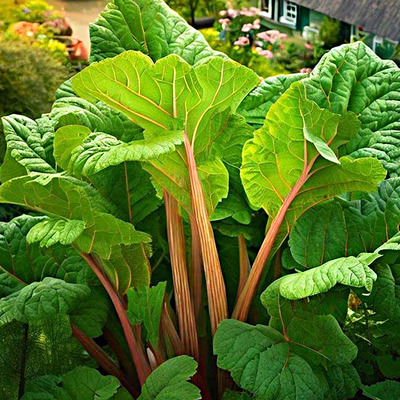 Rebarbara Rheum rhabarbarum