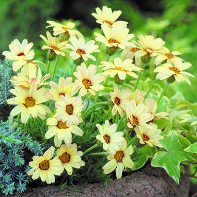 Rhodanthemum 'Yellow' Marokkói margitvirág