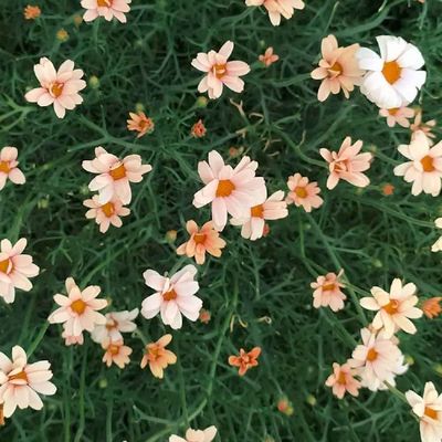 Rhodanthemum 'Zagora Orange' Marokkói margitvirág