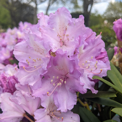Rhododendron 'Carol Allbrook' Havassz&eacute;pe