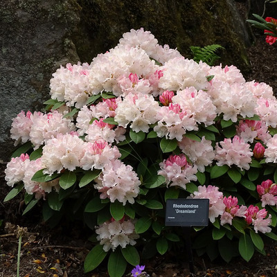 Rhododendron 'Dreamland' Havassz&eacute;pe