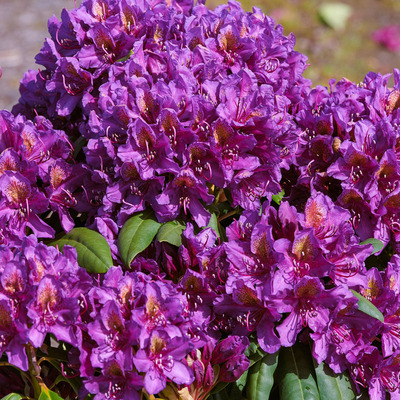 Rhododendron 'Marcel Menard' Havassz&eacute;pe